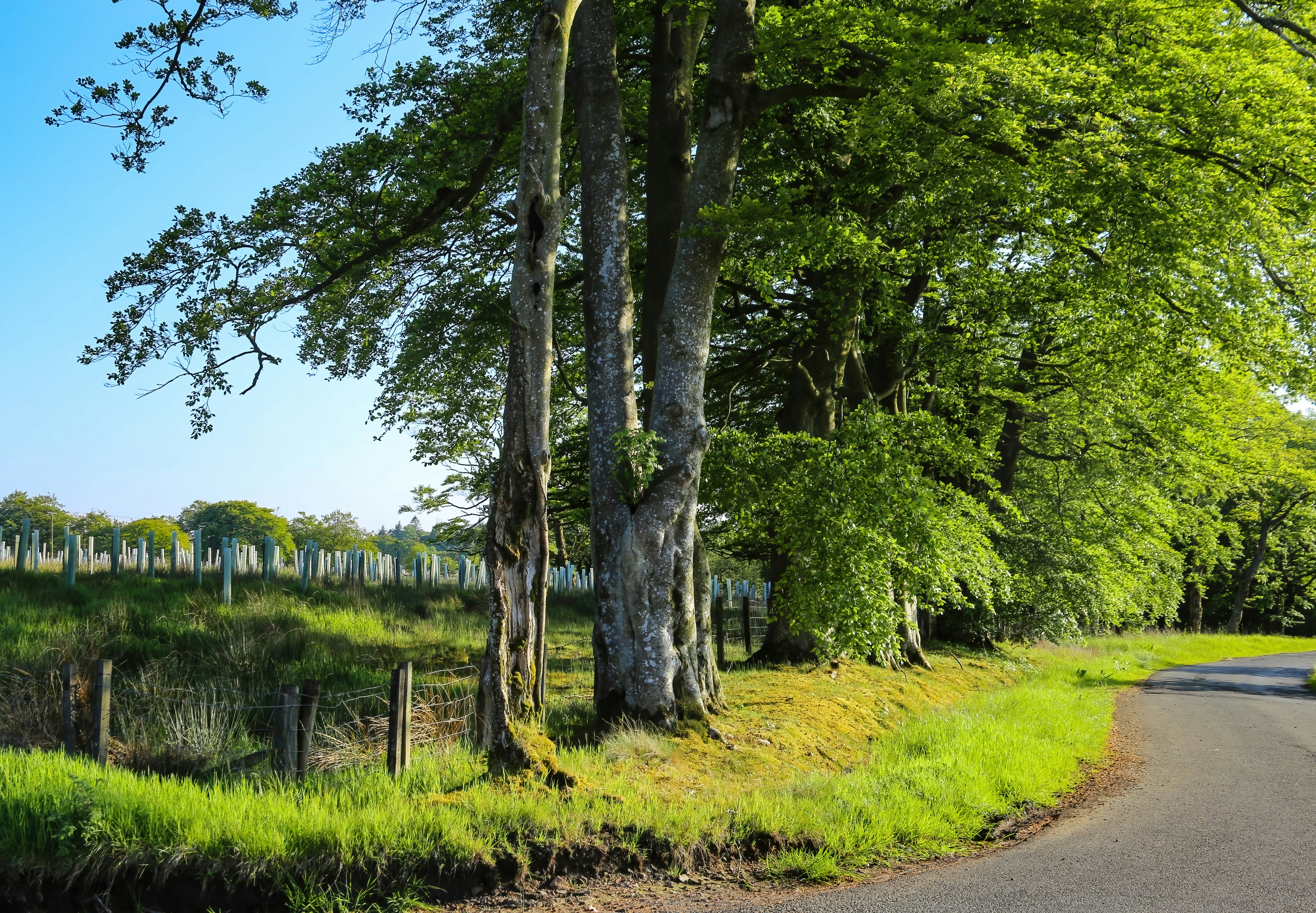 a car driving down a road next to a lush green forest