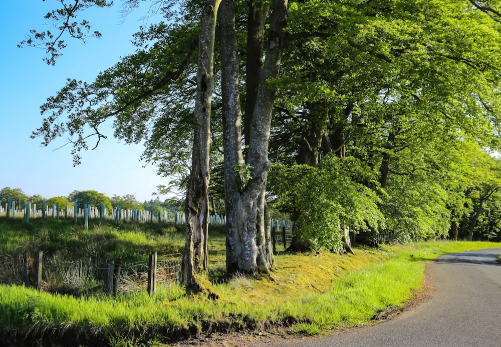 a car driving down a road next to a lush green forest