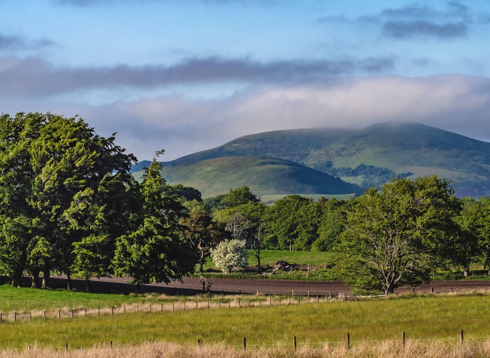 a grassy field with trees and mountains in the background