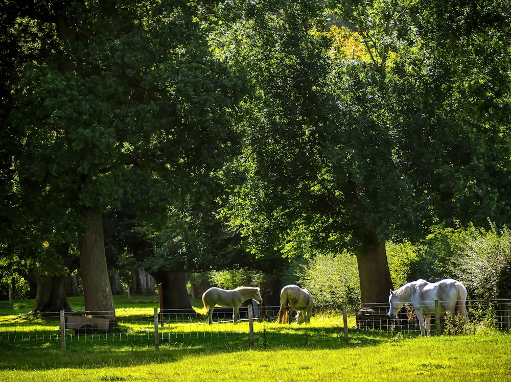 a group of horses grazing in a field