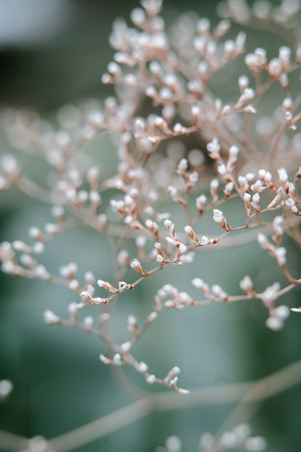 a close up of a plant with small white flowers