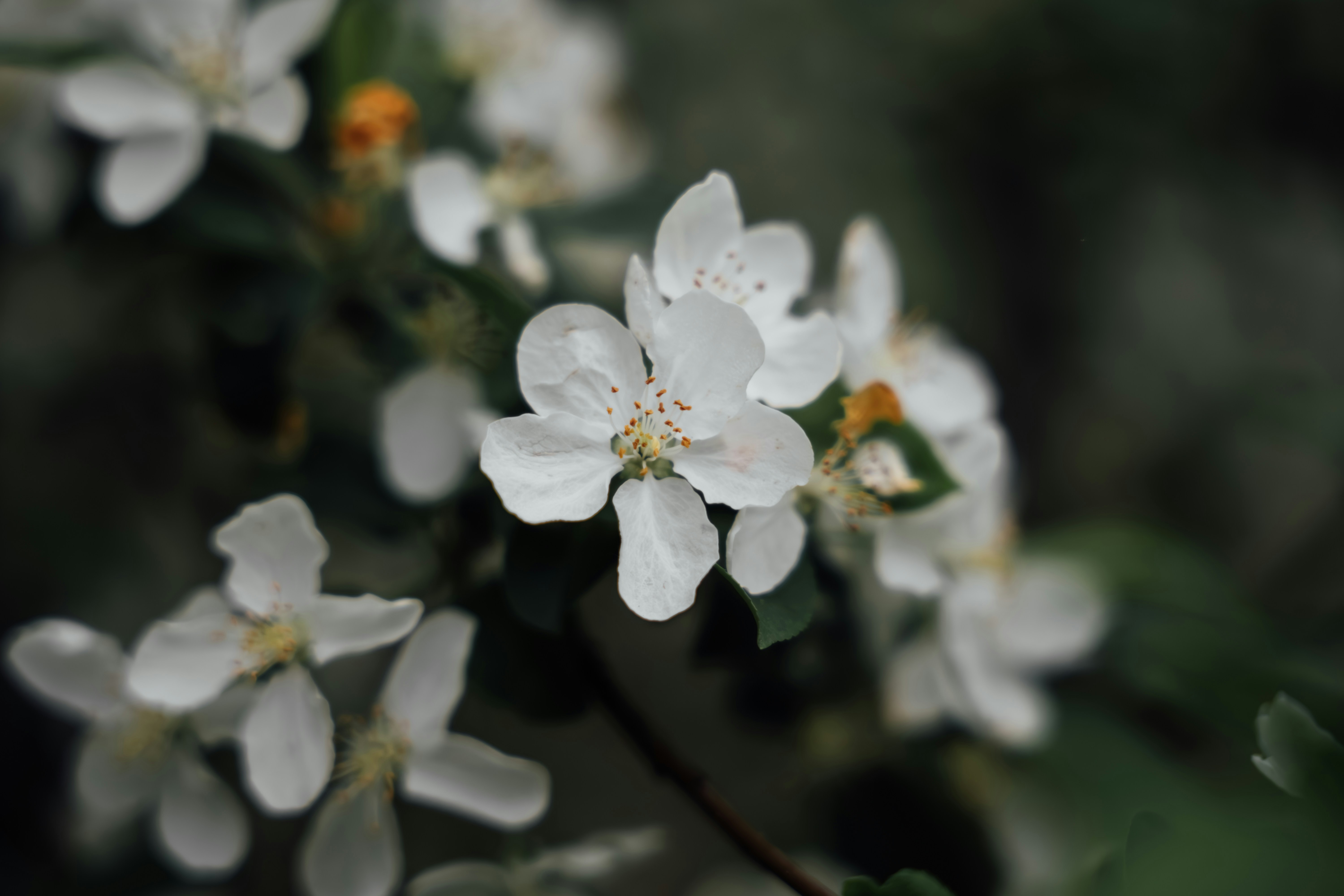 Photo by summerobelisk