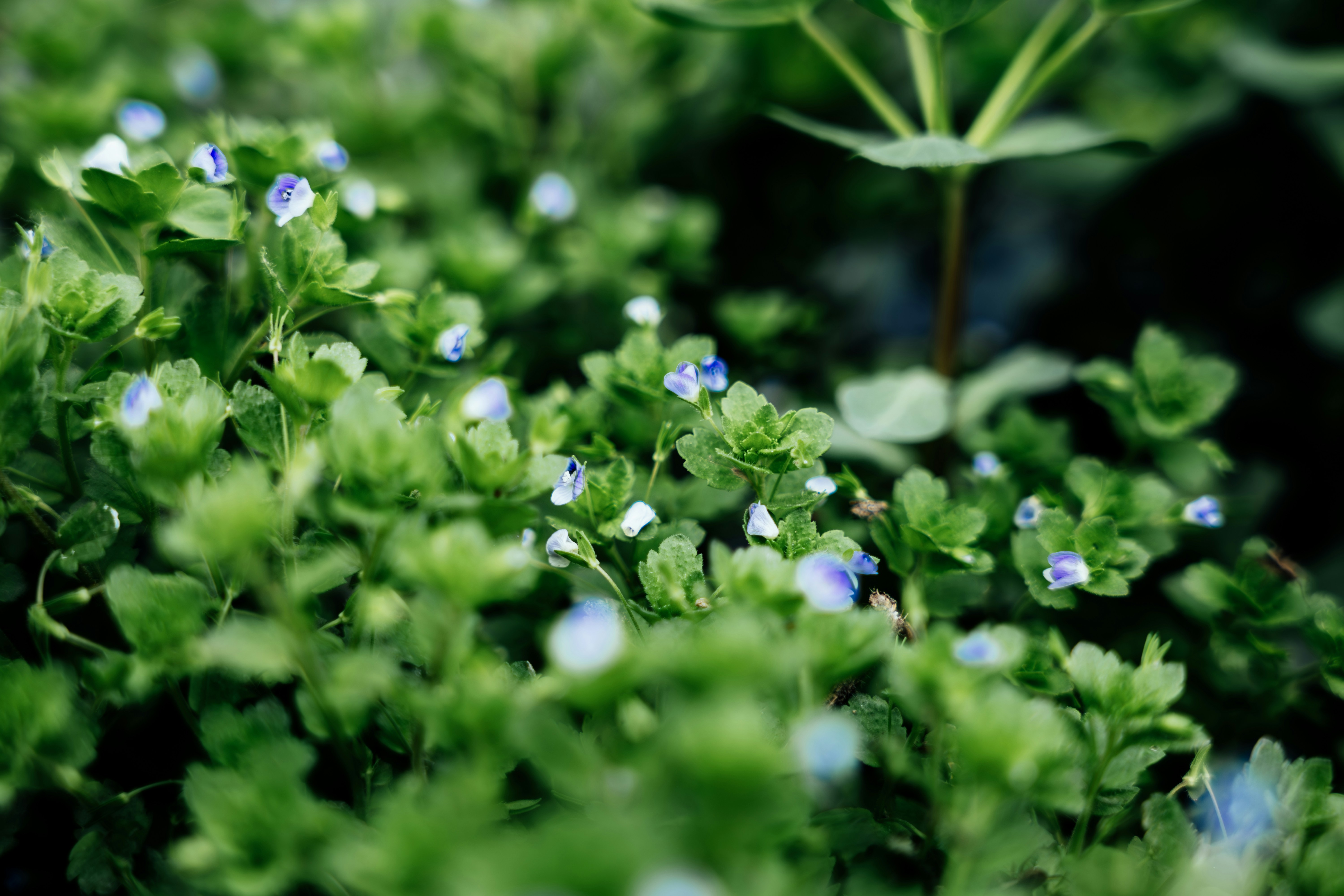 Photo by summerobelisk