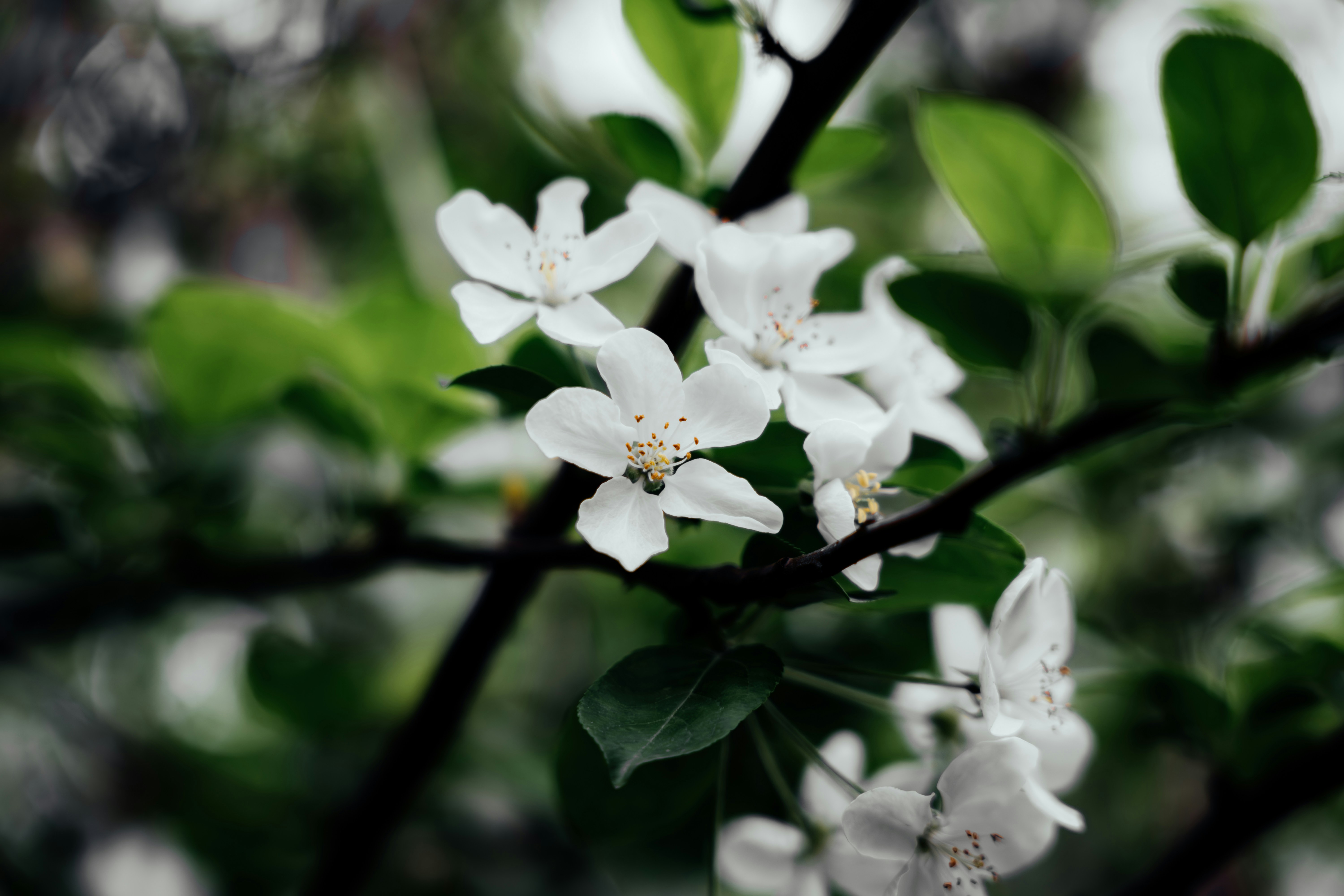 Photo by summerobelisk