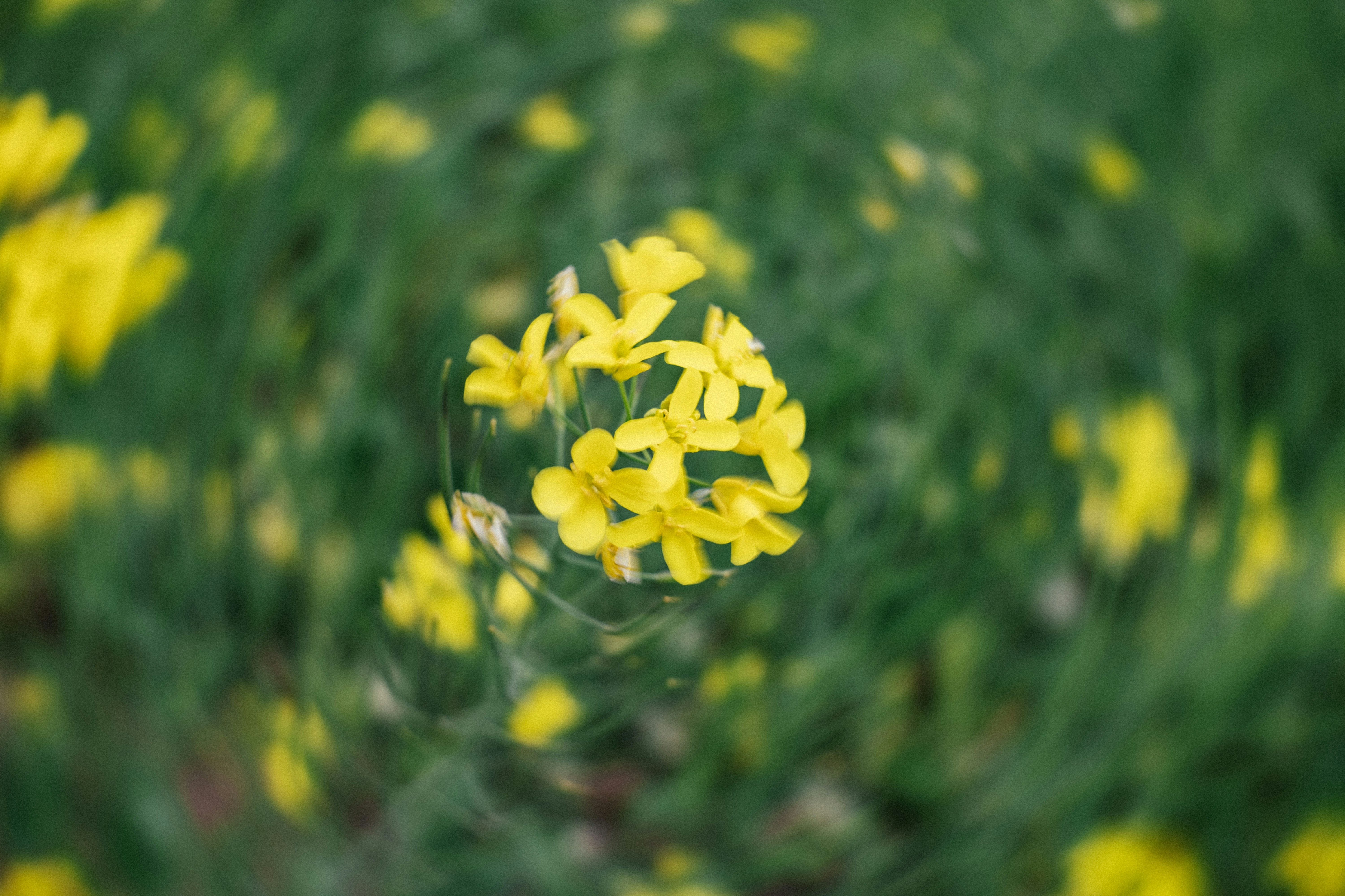 Photo by summerobelisk