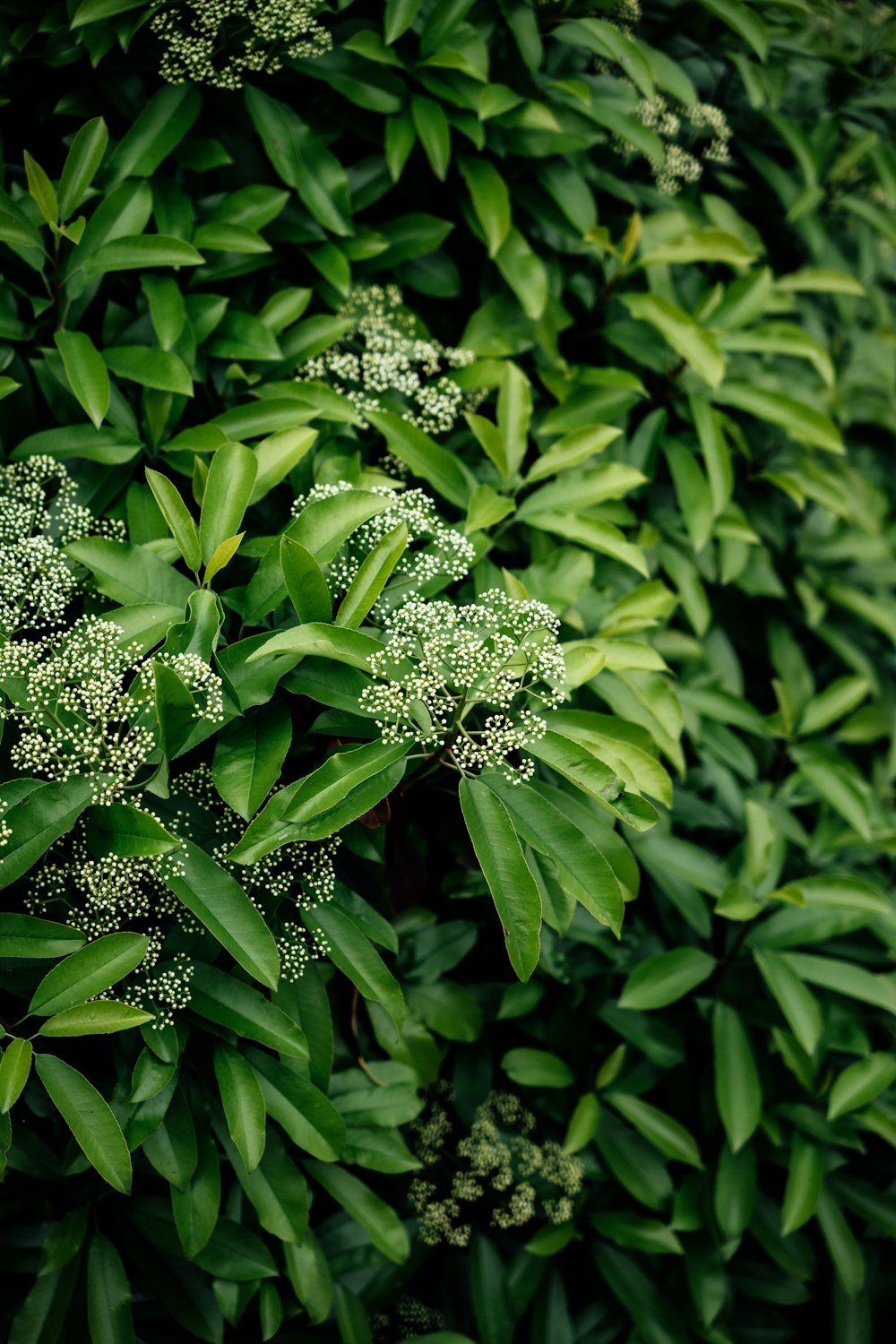 a close up of a plant with green leaves