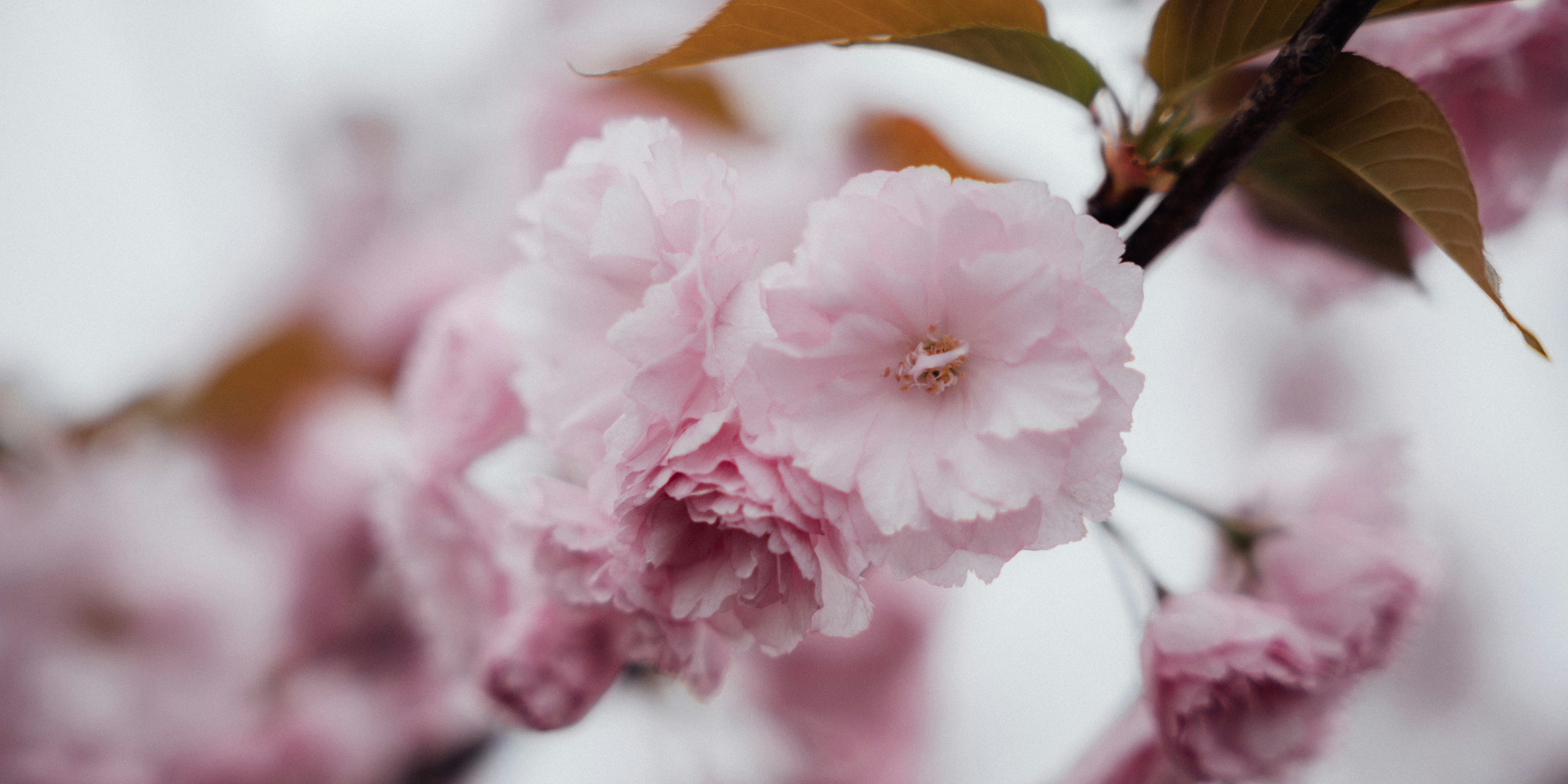 Photo by summerobelisk