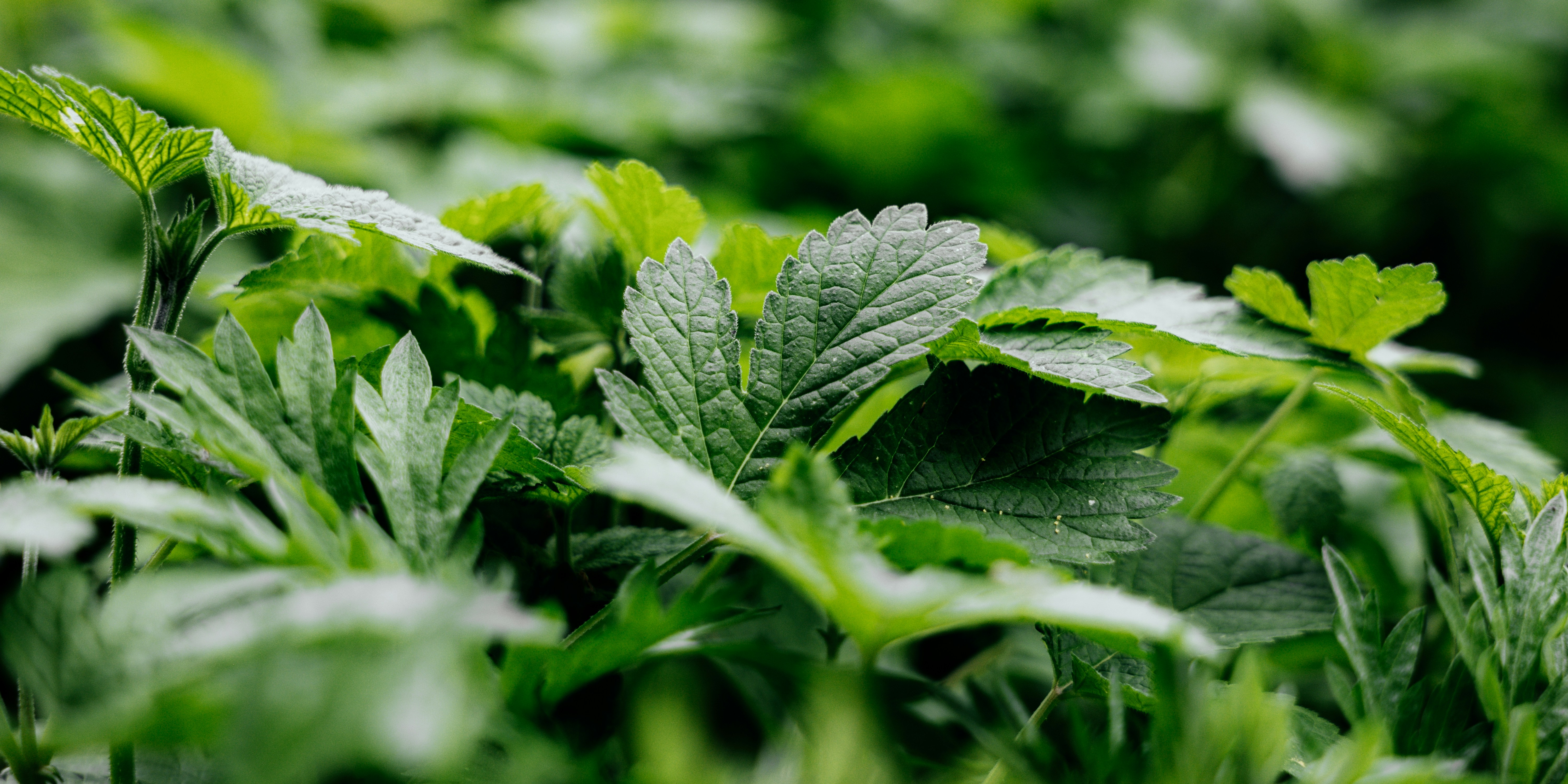 Photo by summerobelisk