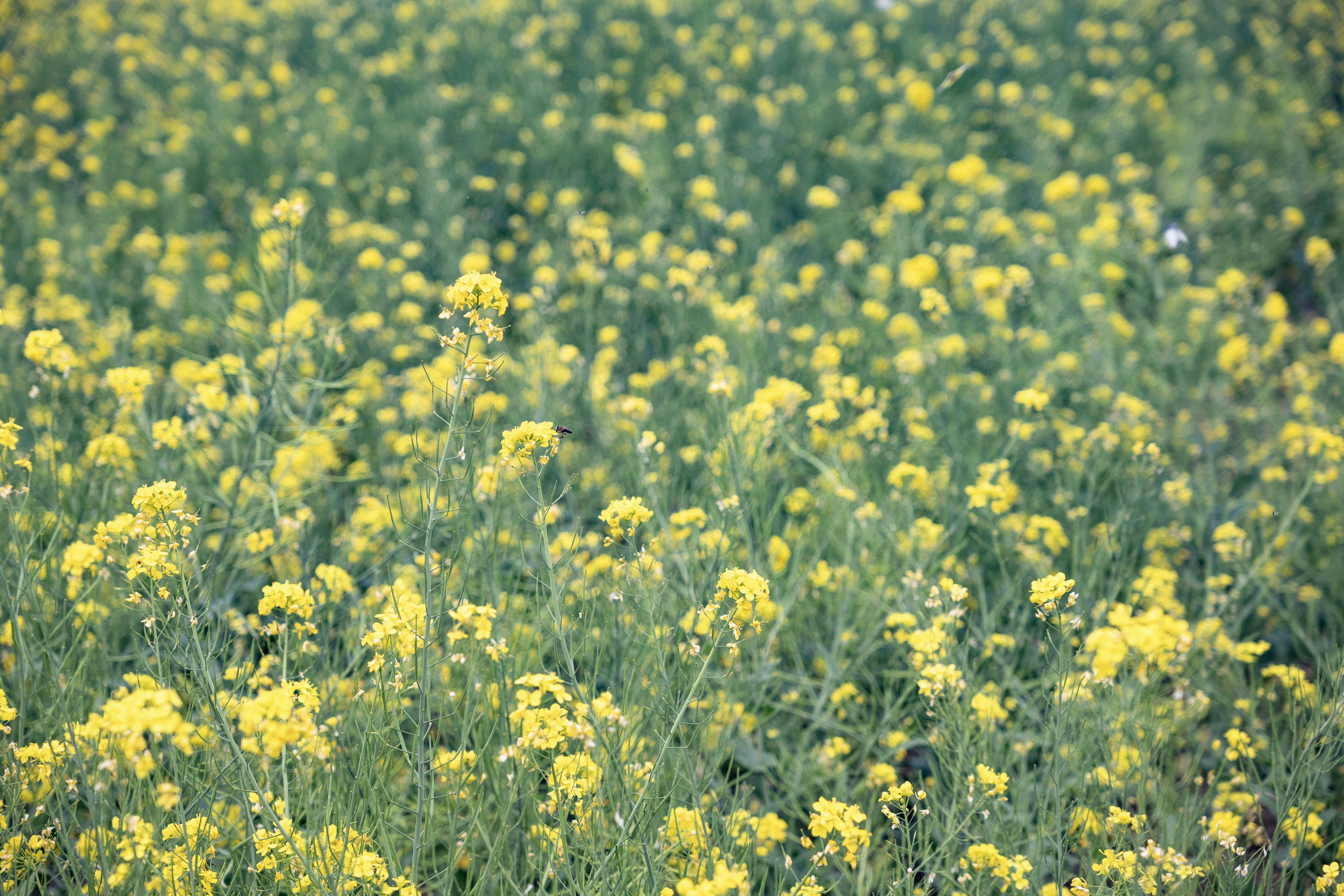 Photo by summerobelisk