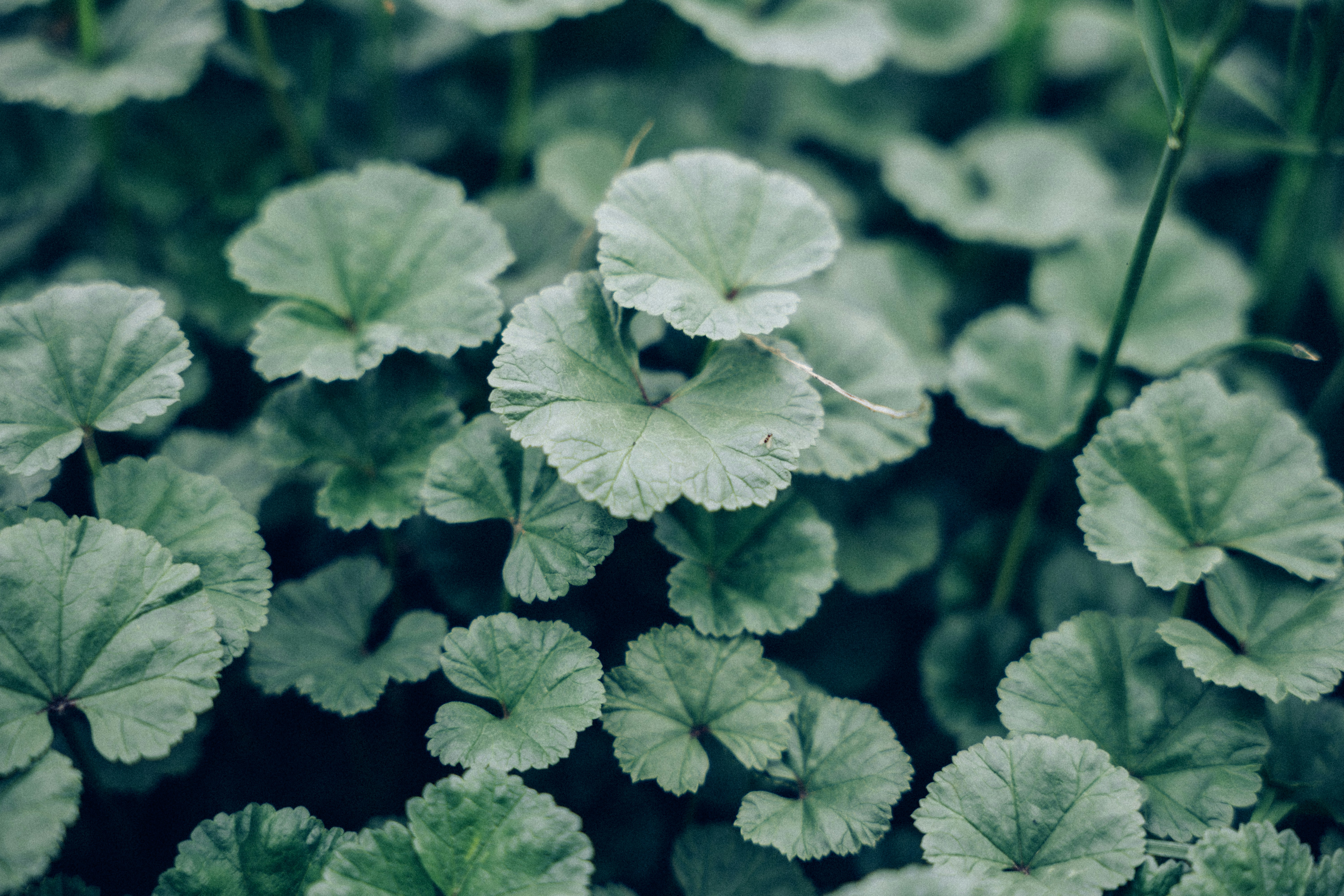 Photo by summerobelisk