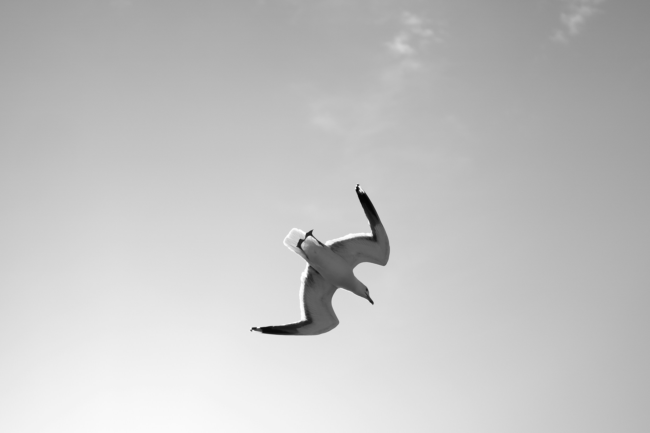 a black and white photo of a bird flying in the sky