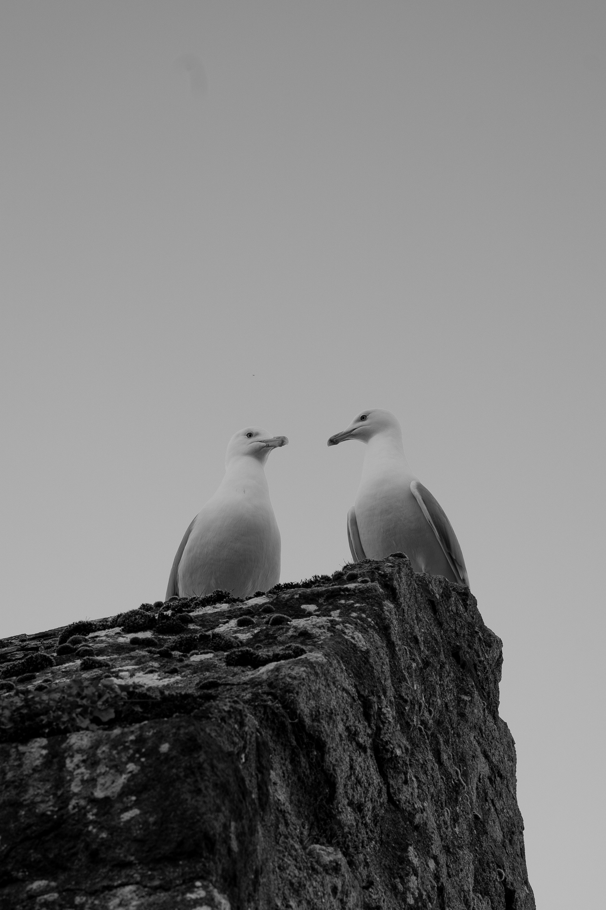 two seagulls are sitting on a rock ledge