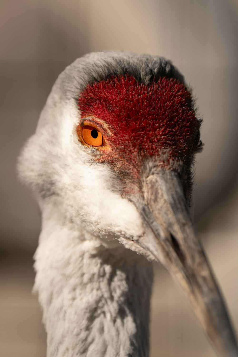 a close up of a bird with a red head