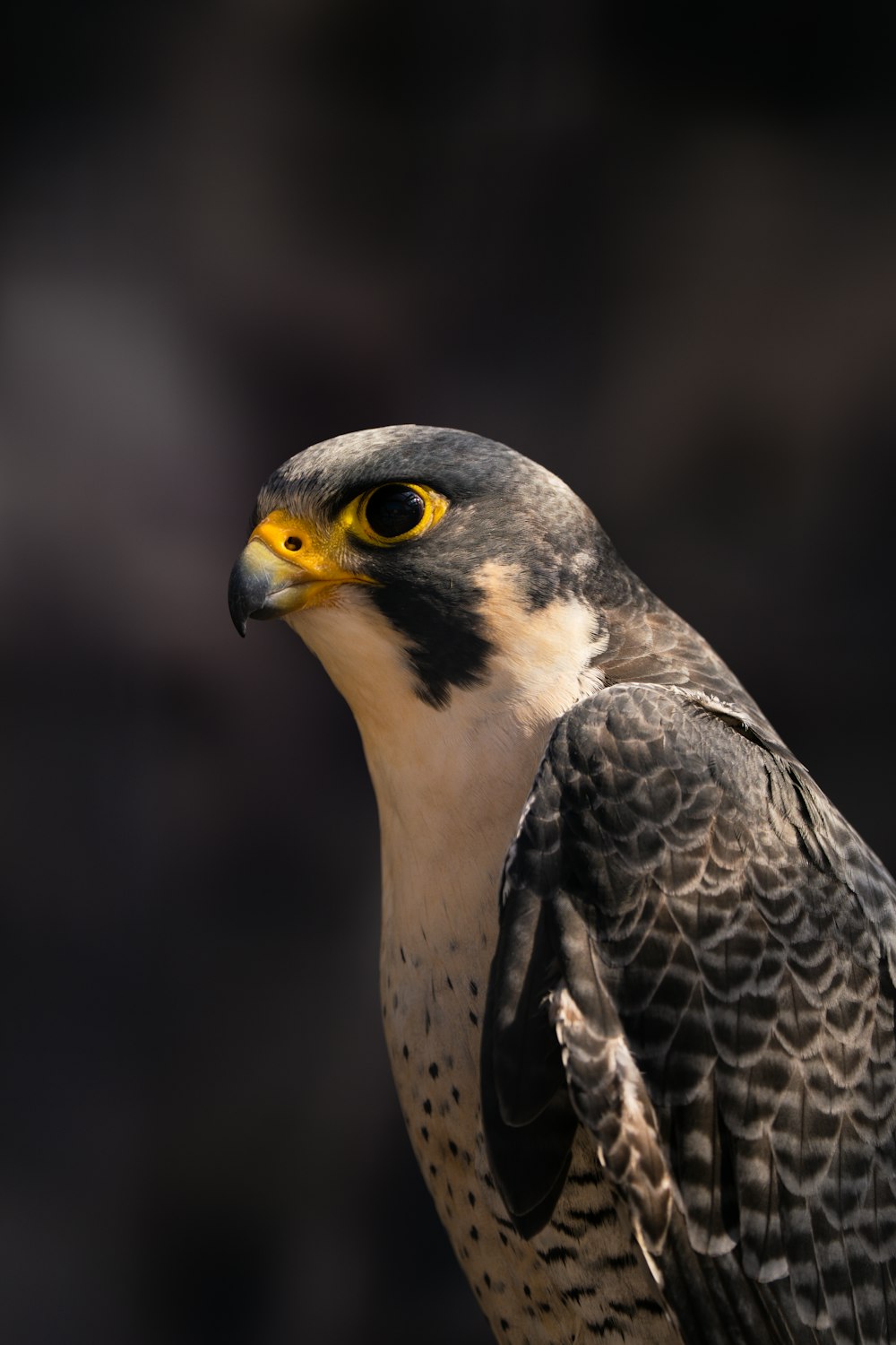 a bird of prey with yellow eyes and a black background