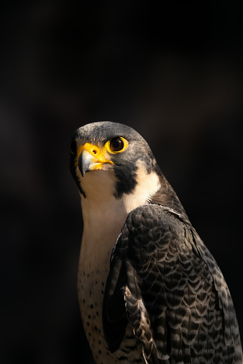 a close up of a bird of prey on a black background