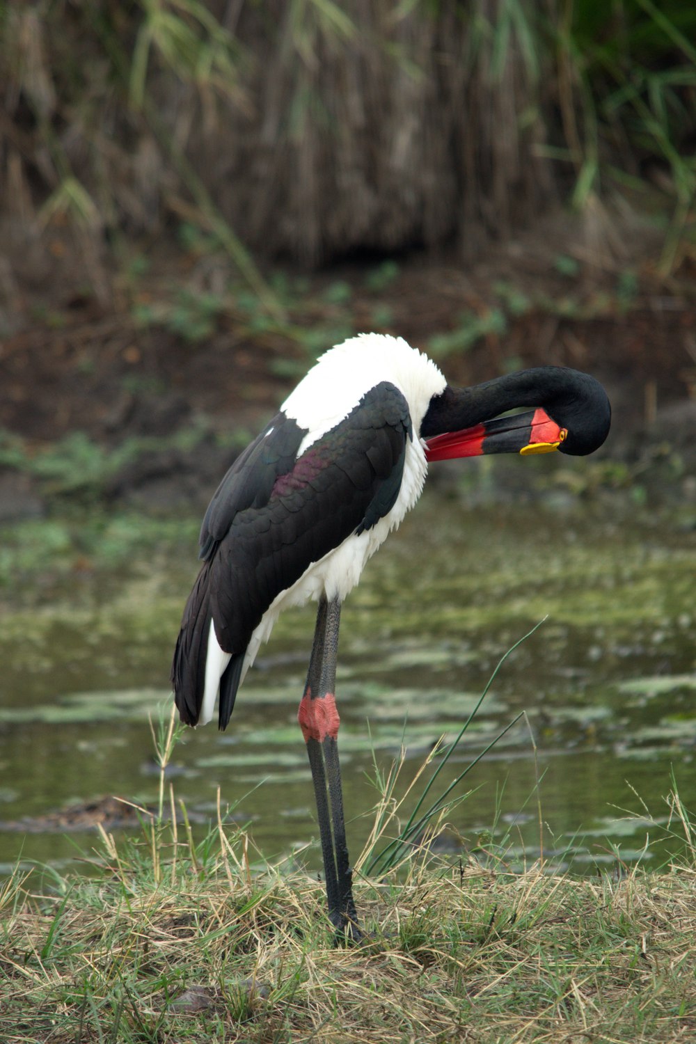 a black and white bird with a red and yellow beak