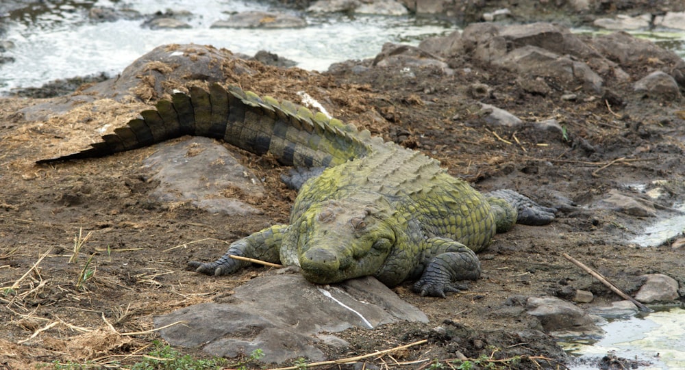 a large alligator laying on top of a pile of dirt