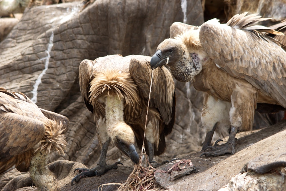 a group of vultures standing next to each other