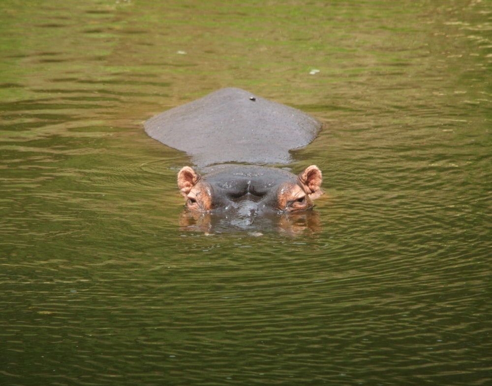 a hippopotamus submerged in a body of water