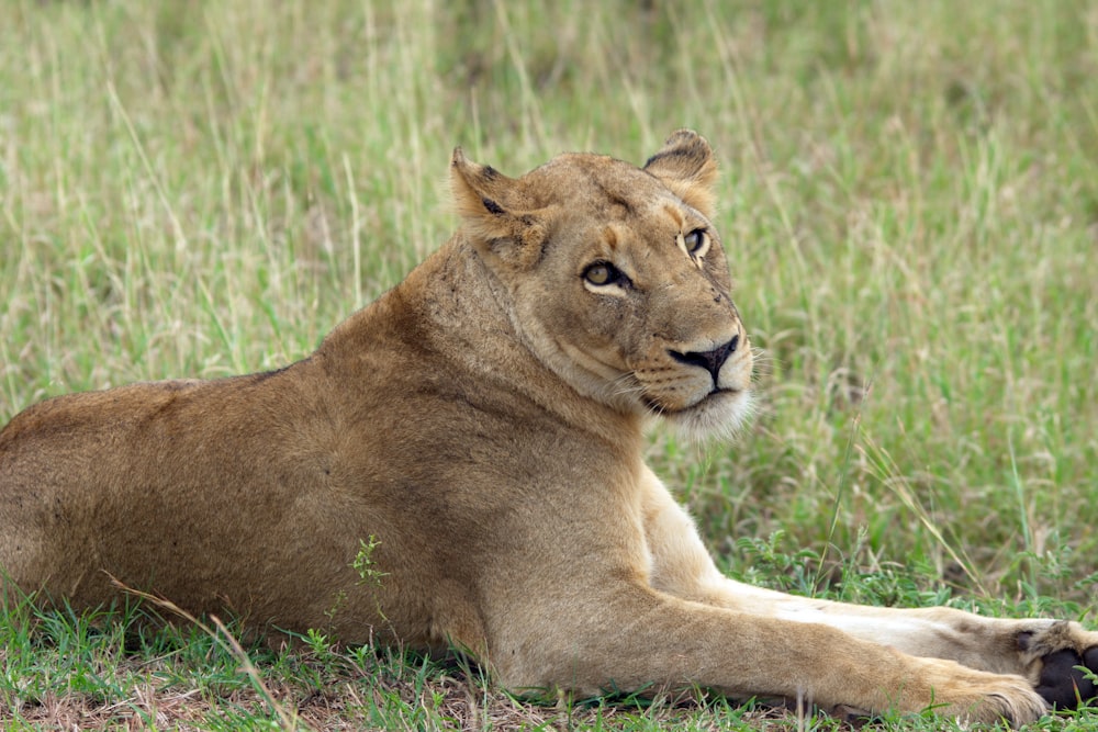 a lion laying on the ground in the grass