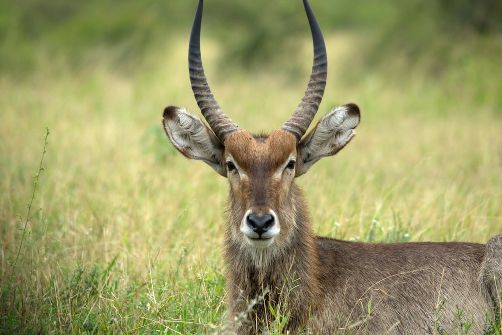 an antelope standing in a field of tall grass