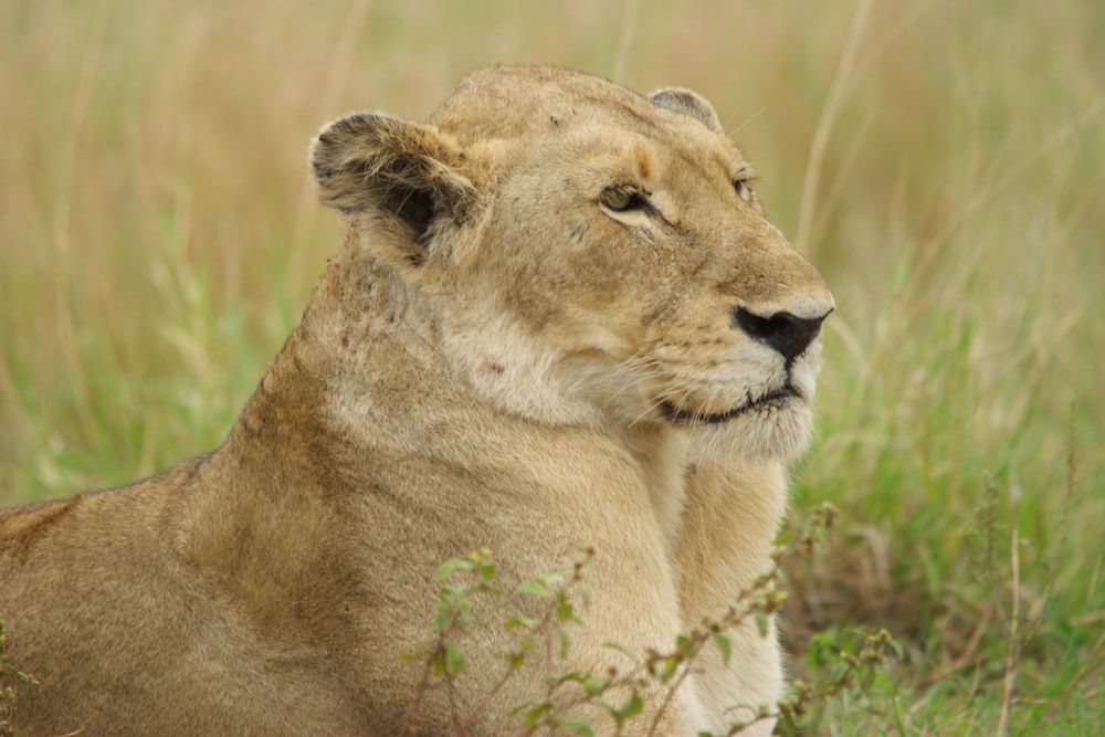 a close up of a lion laying in the grass