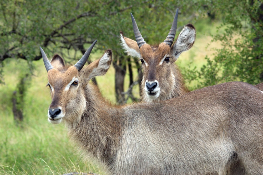 a couple of animals that are standing in the grass