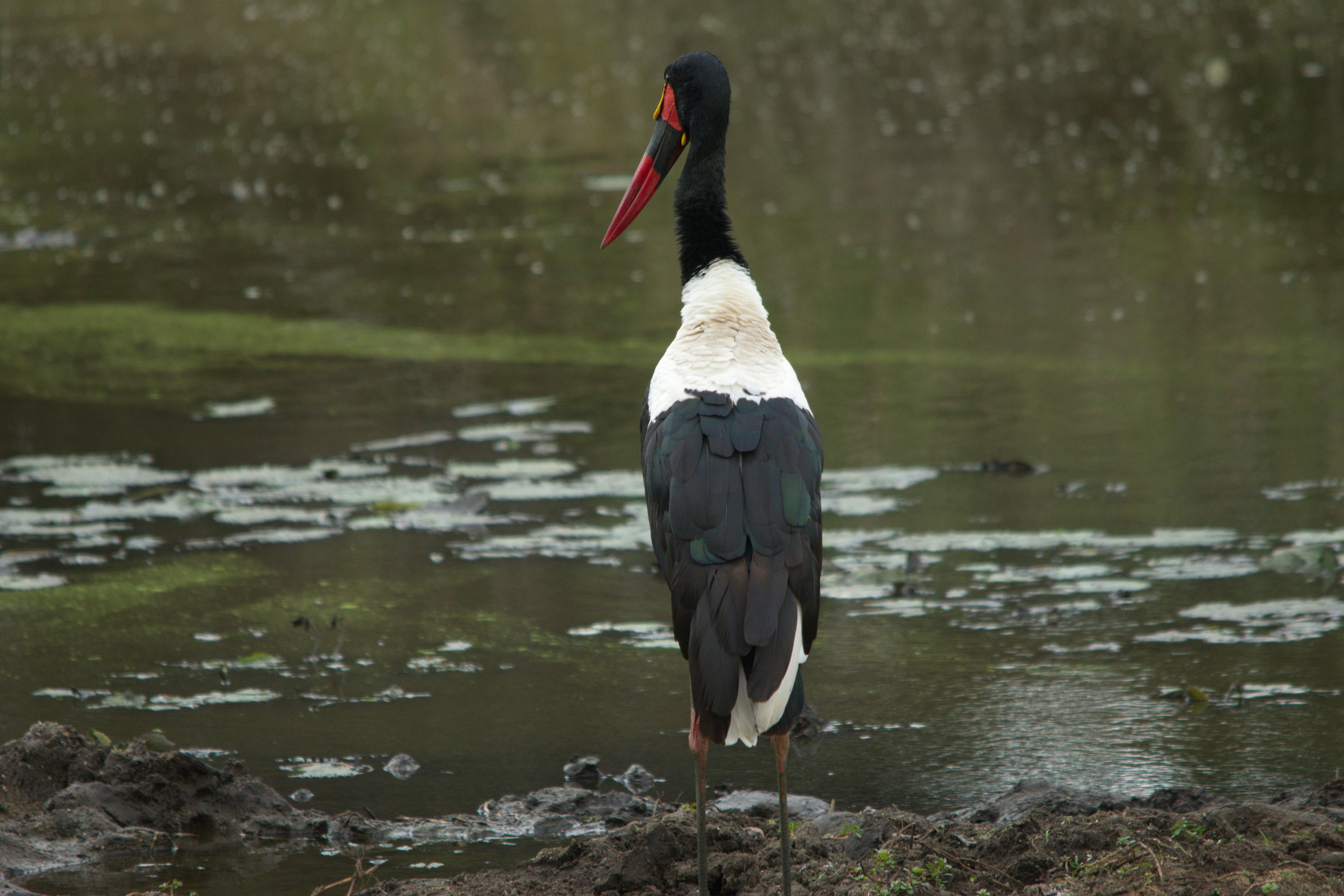 Ein schwarz-weißer Vogel steht im Schlamm