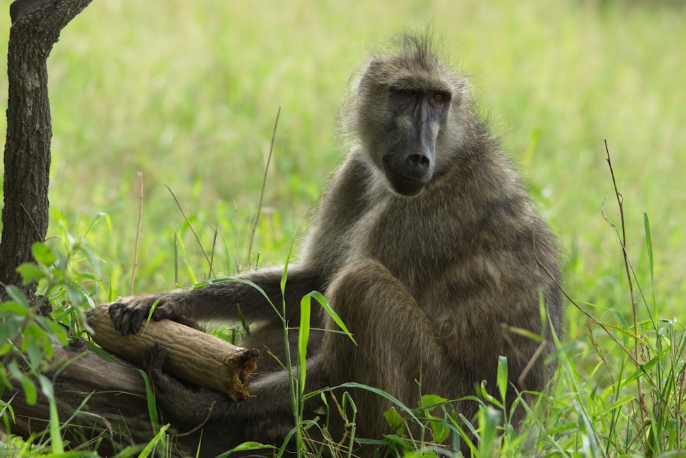 a baboon sitting in the grass next to a tree