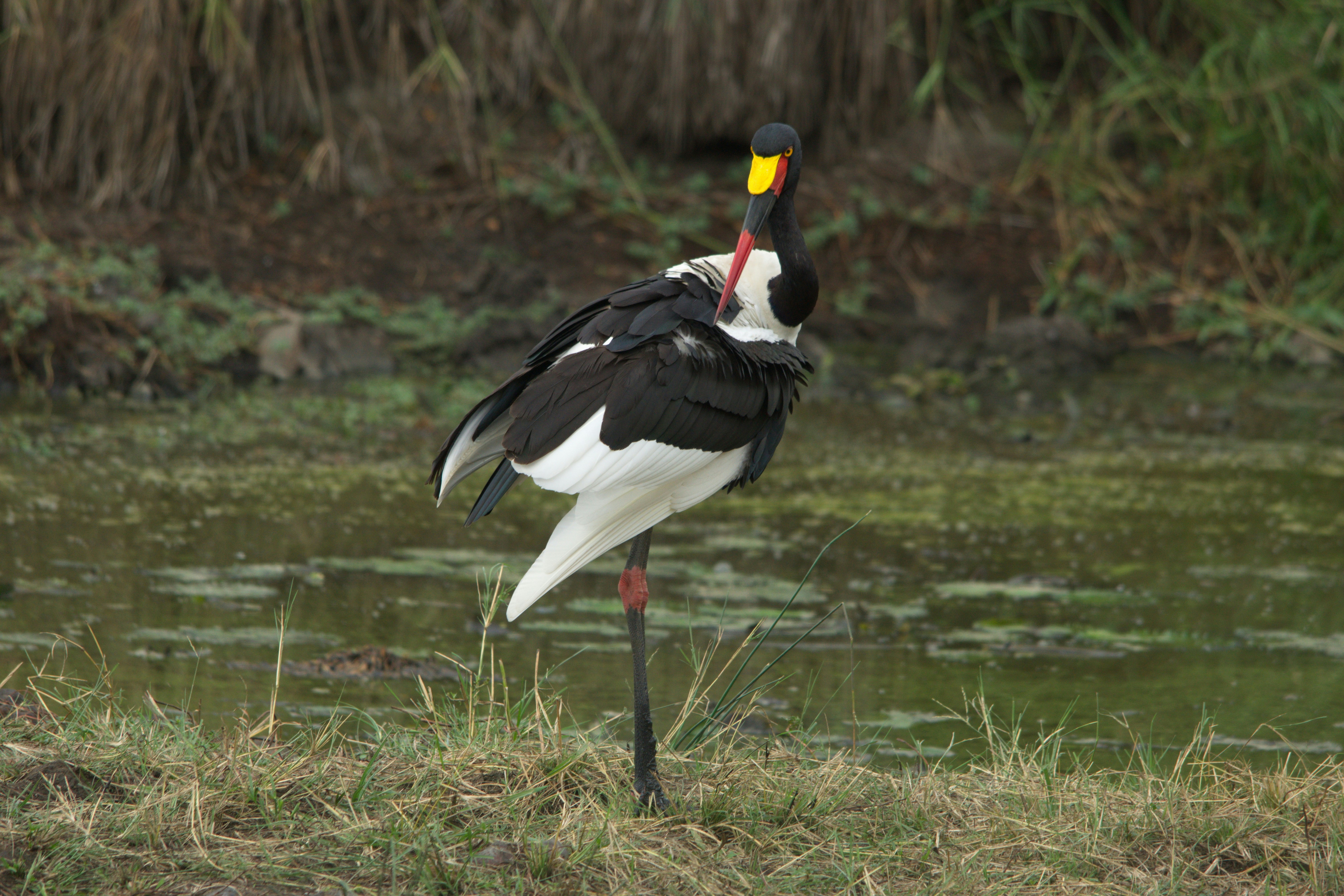 Ein schwarz-weißer Vogel steht im Gras in der Nähe eines Gewässers