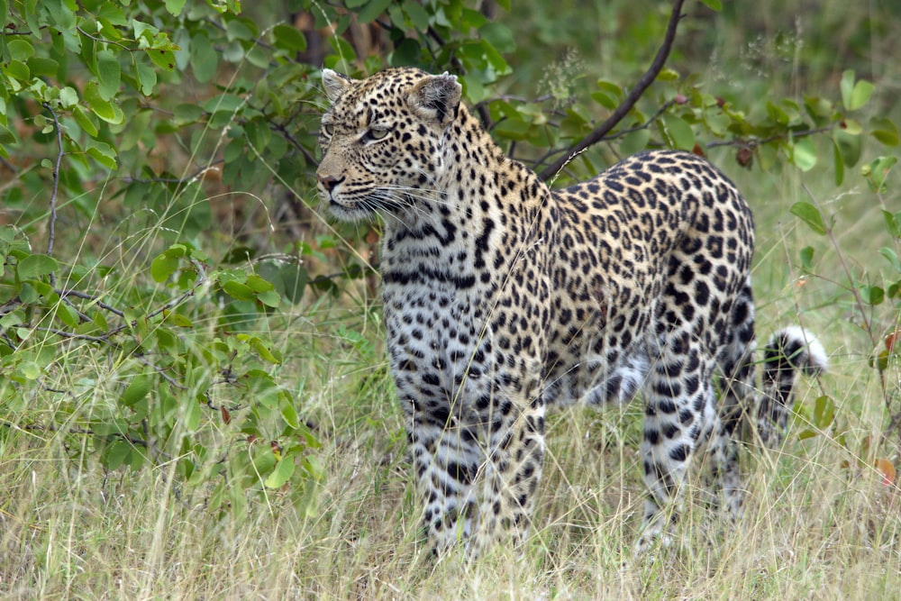 a leopard standing in a field of tall grass