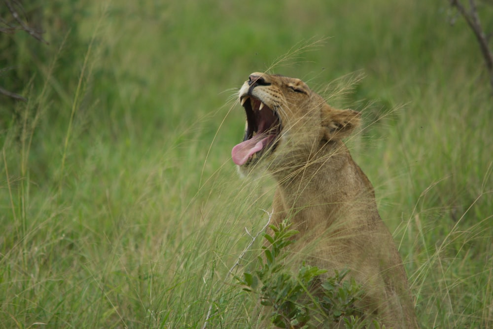 a lion yawns in a field of tall grass