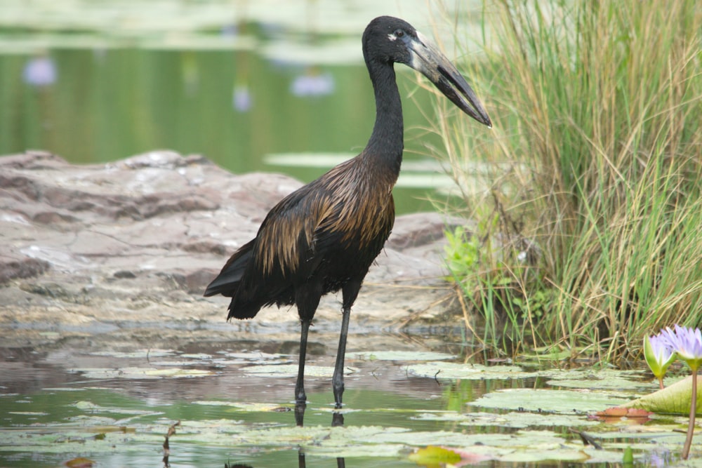 a large bird standing in a pond of water