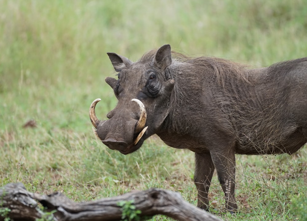 a warthog standing in a grassy field