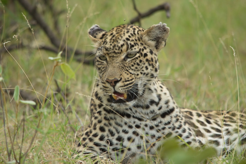 a close up of a leopard laying in the grass