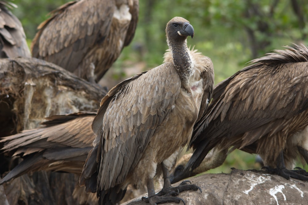 a group of vultures sitting on top of a rock