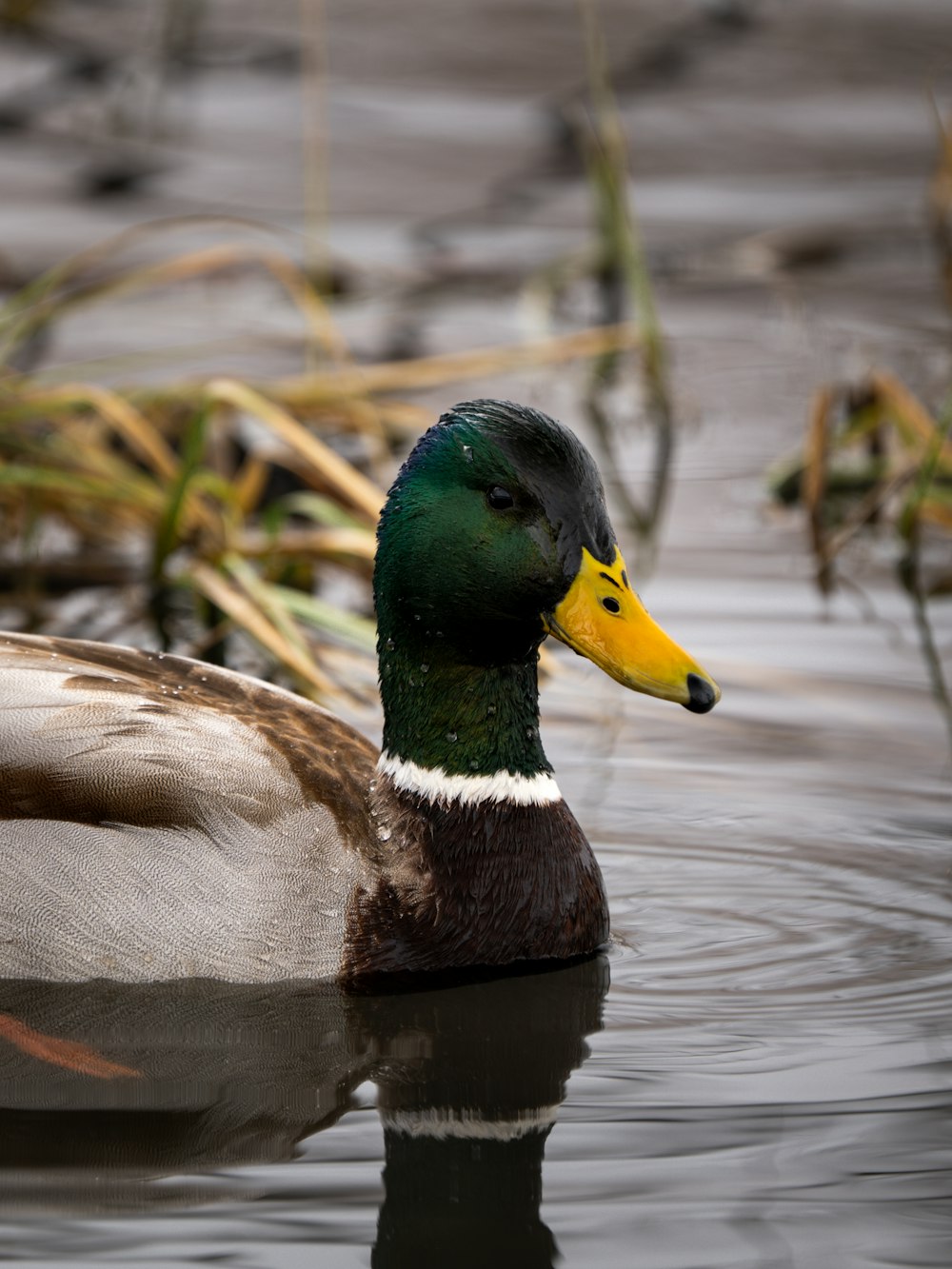 a duck with a yellow beak swimming in the water