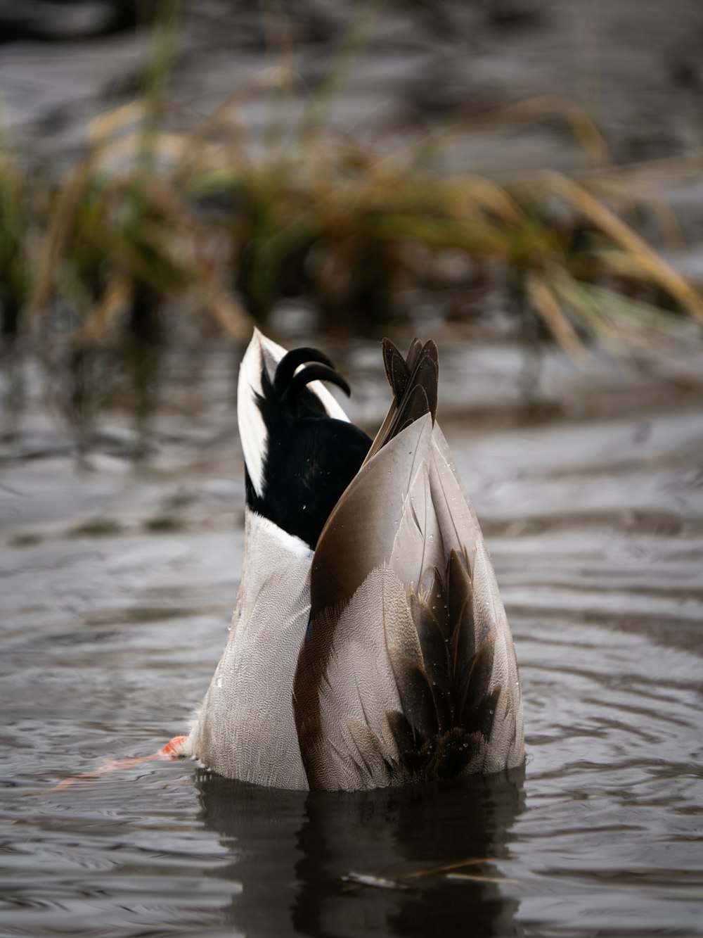 a duck that is floating in some water