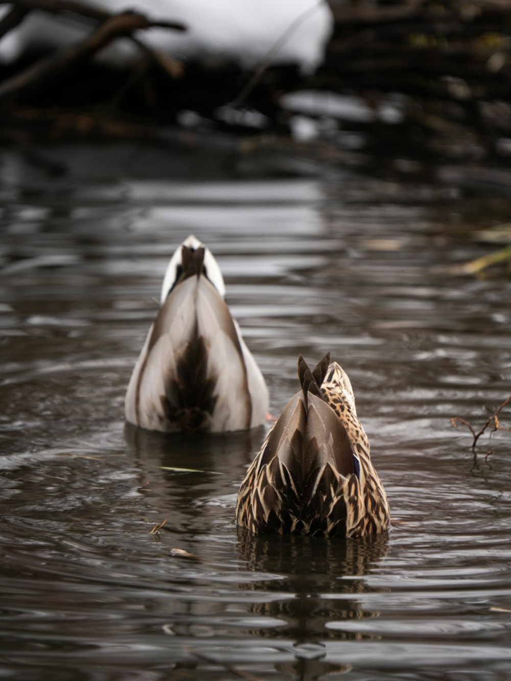 two ducks are swimming in a body of water