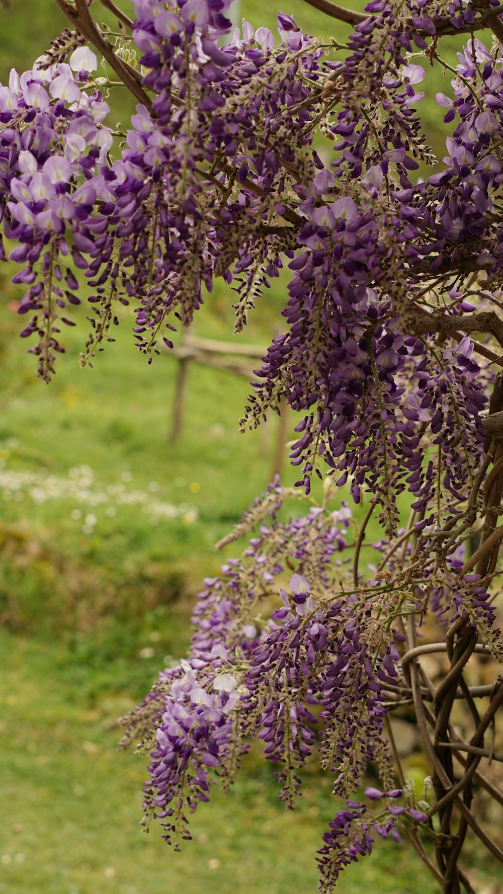 a bunch of purple flowers hanging from a tree
