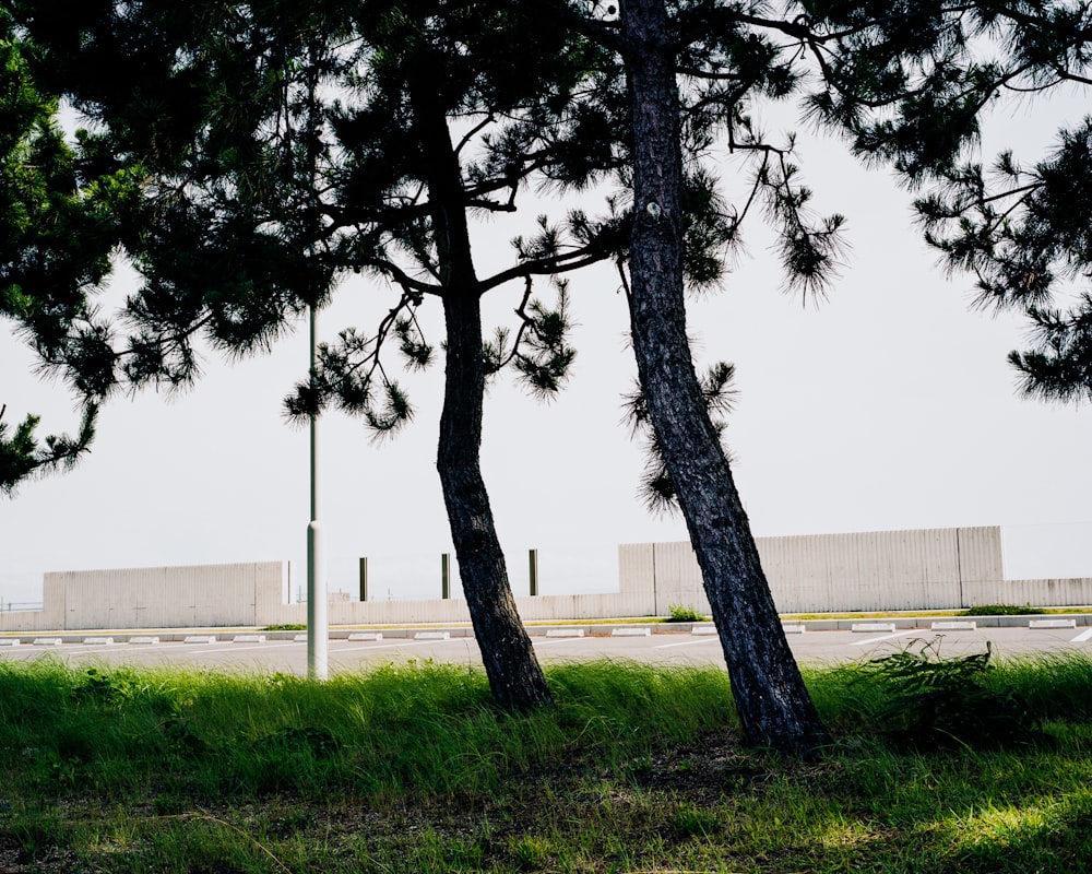 a couple of trees sitting on the side of a road