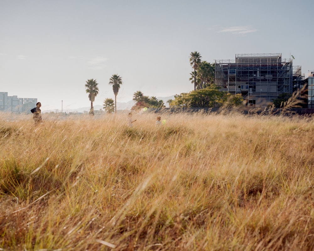 a person walking through a field of tall grass