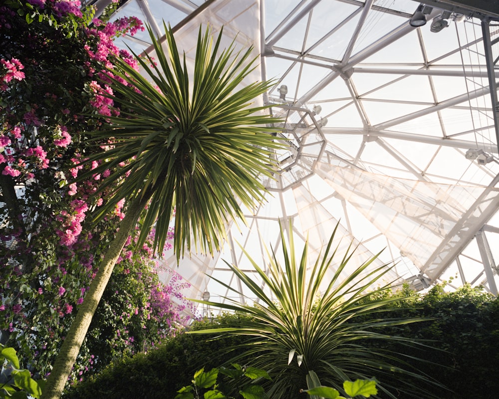 a palm tree in a greenhouse with pink flowers