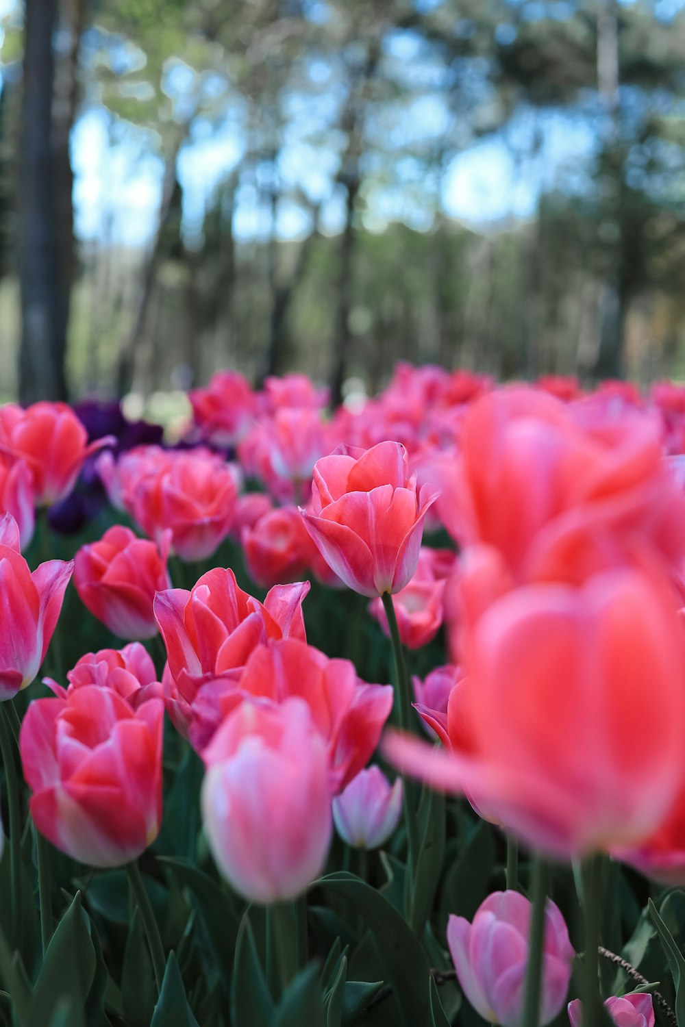 a field of pink and purple tulips with trees in the background