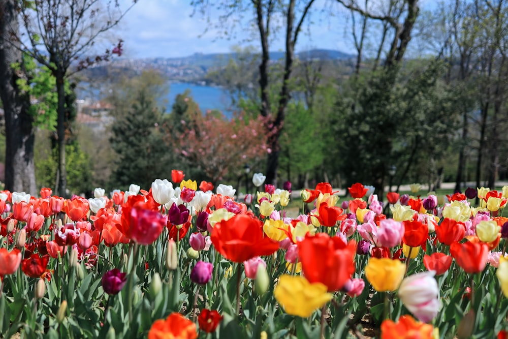 a field of colorful flowers with trees in the background