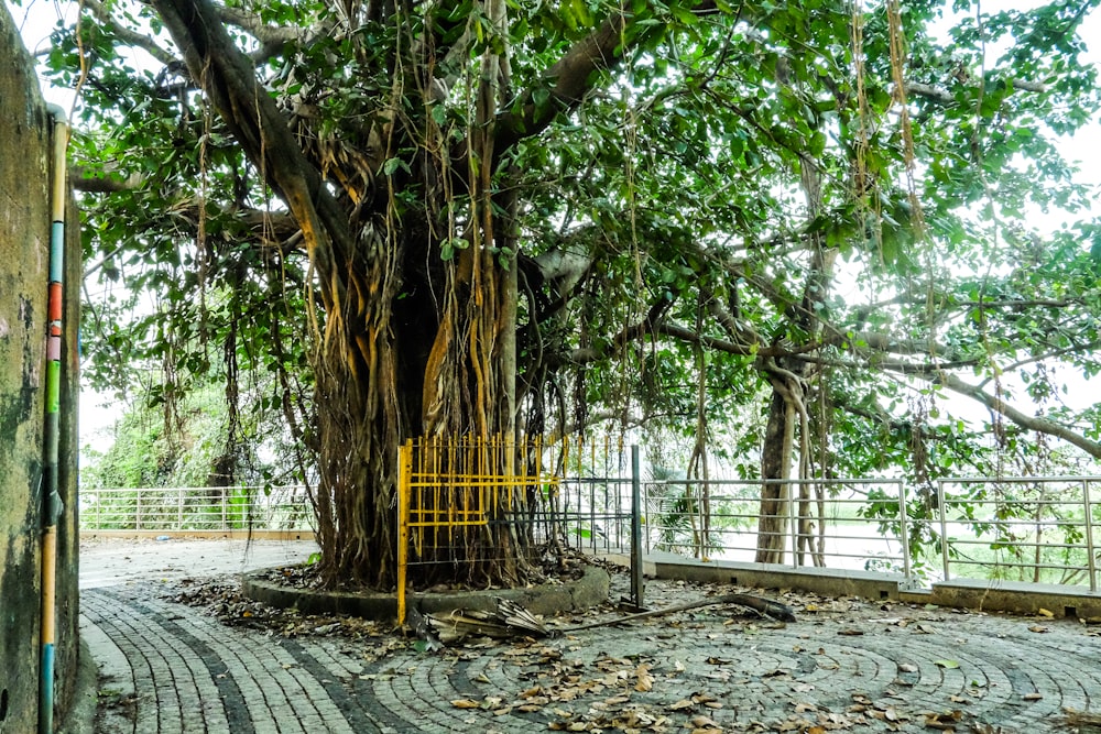 a large tree with a yellow gate around it