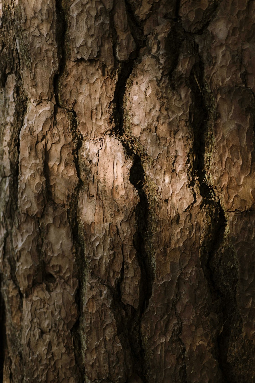 a close up of the bark of a tree