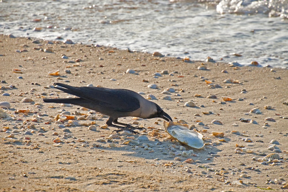 a bird on a beach with a bottle in it's mouth