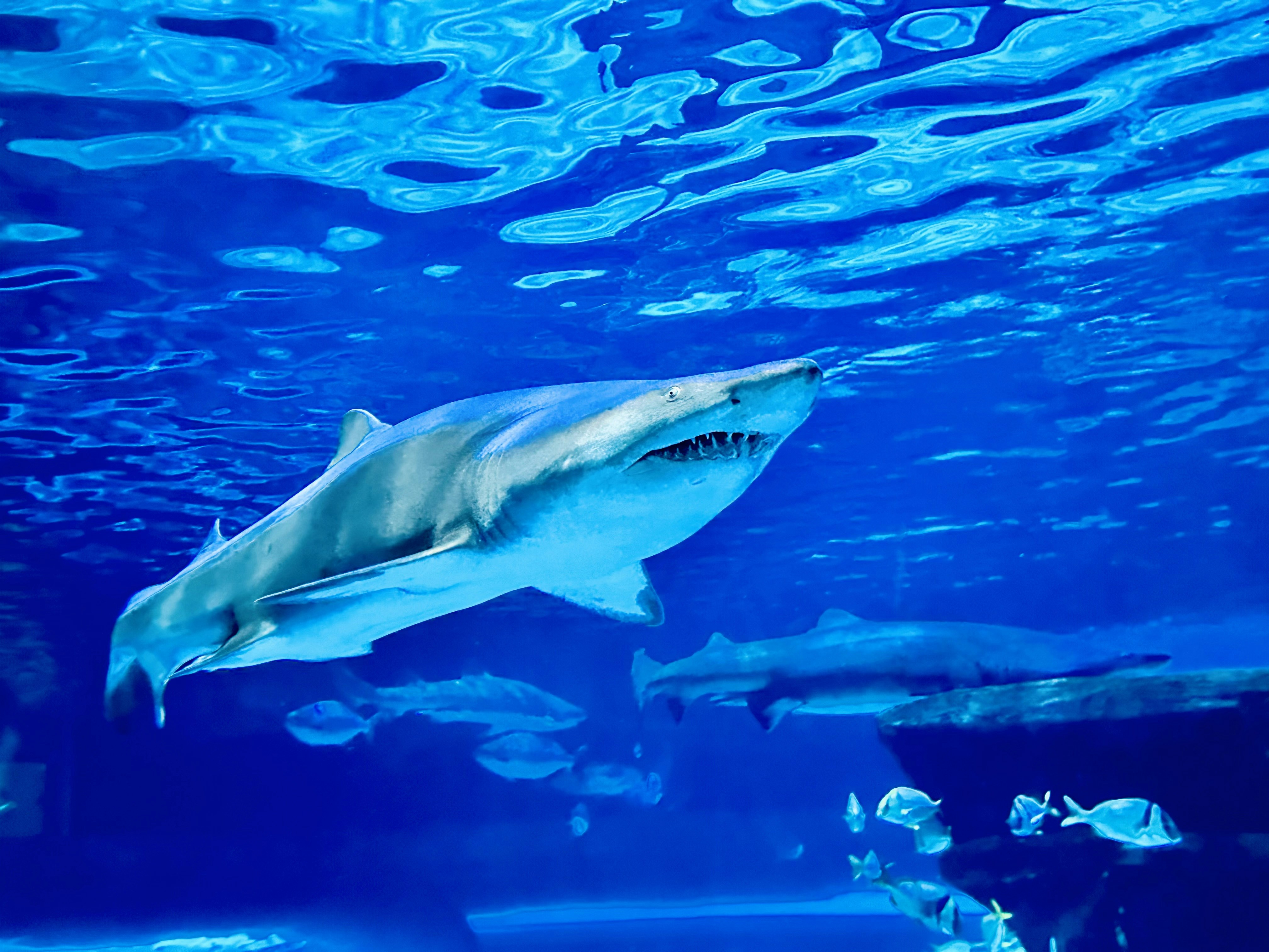 a shark swimming in an aquarium with blue water