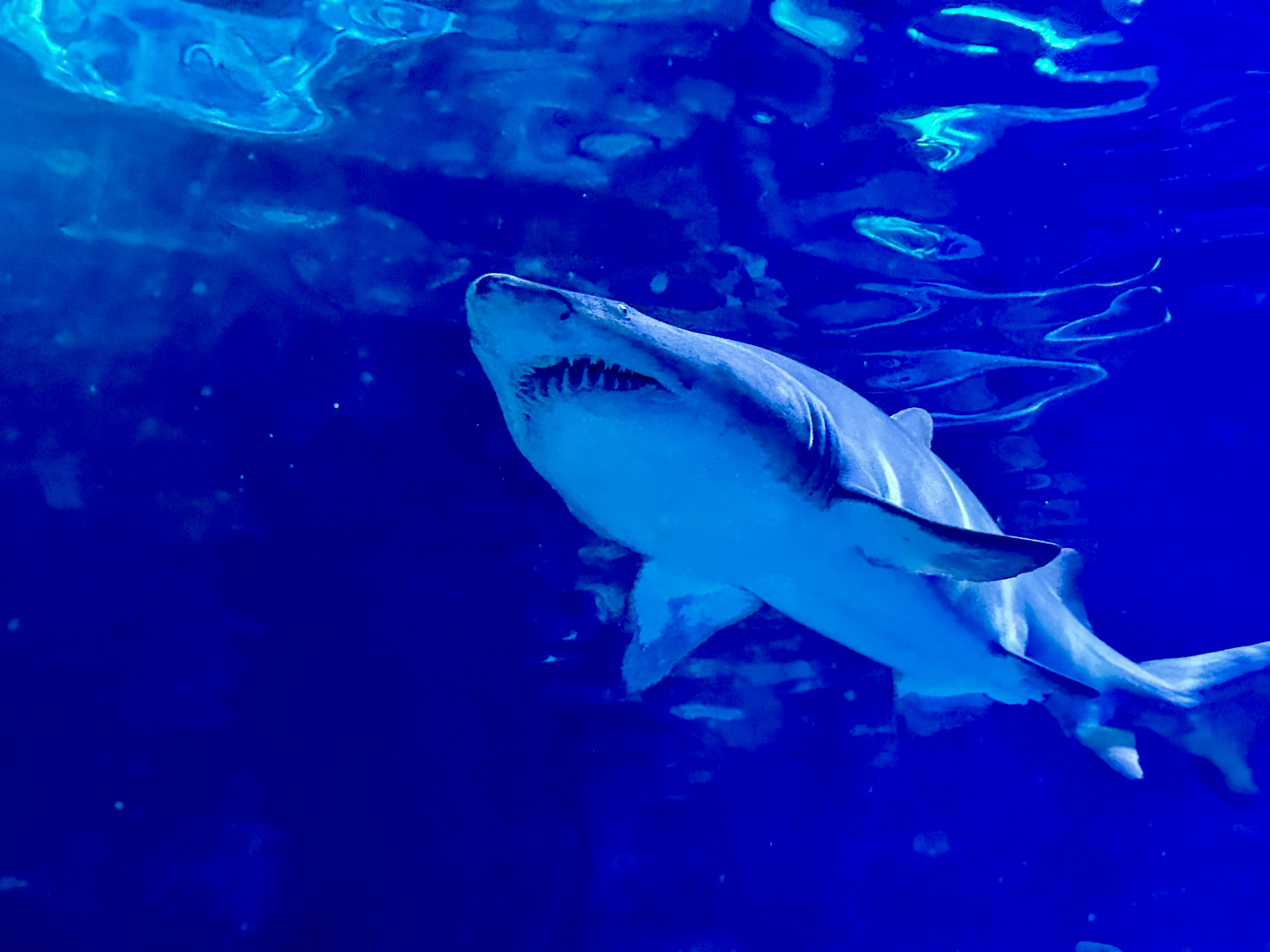 a shark swimming in the ocean with a blue background